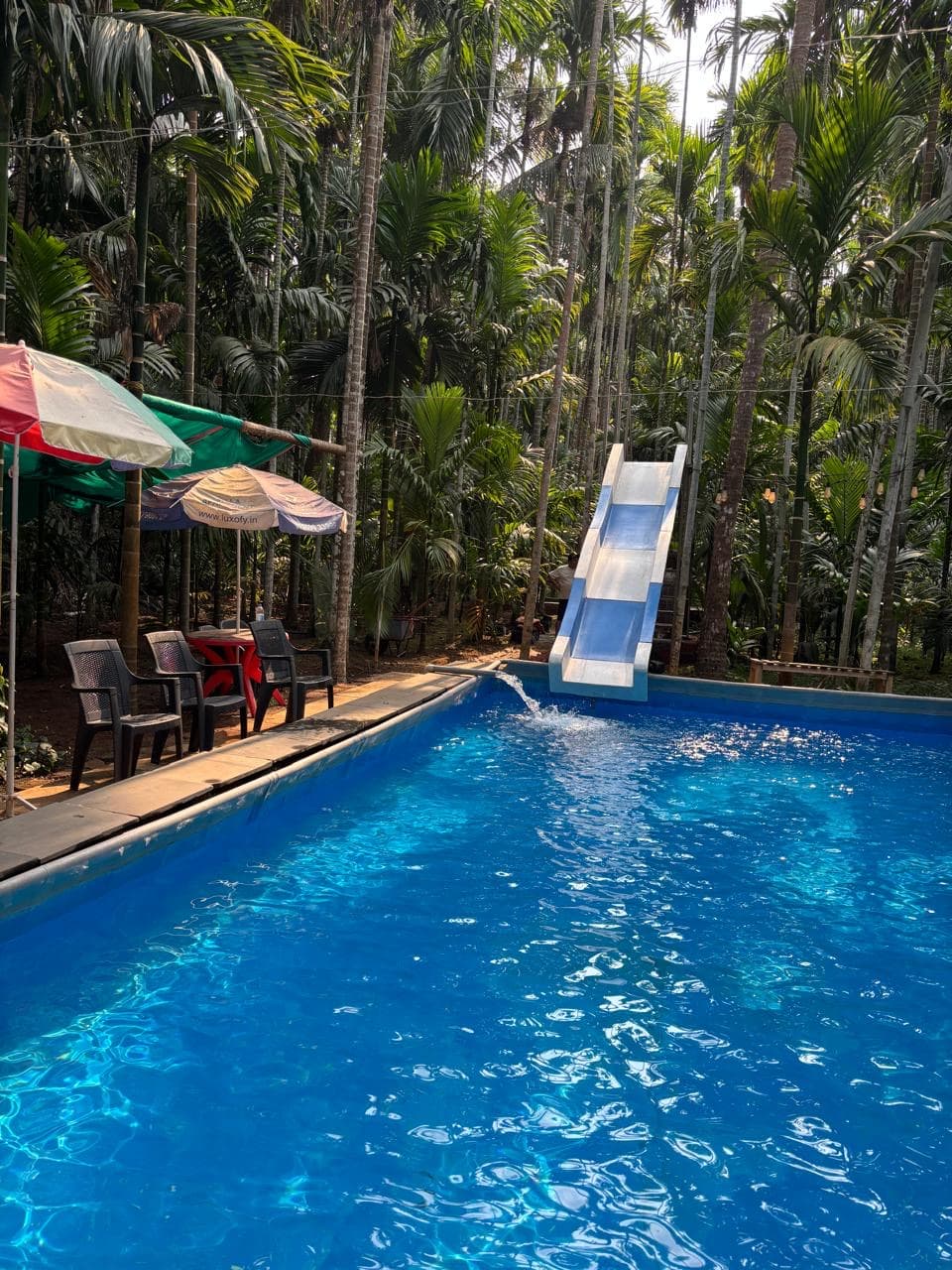 Pool surrounded by greenery at Farm Areca De Goa